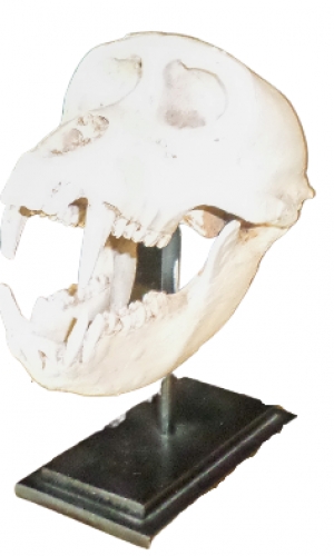 Macaque Skull on Base (JR 160178)