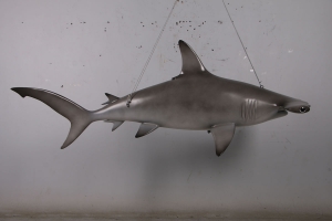 Scalloped hammerhead shark 6ft -JR 190101