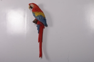 Scarlet Macaw-JR 190159
