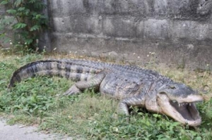 American Alligator 8ft (JR 080142)