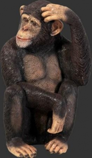 Chimpanzee (JR 110026)