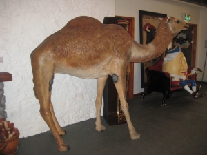 Camel - Dromedary (JR 120052)