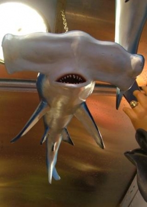 Shark Hammerhead Small (JR 2460)