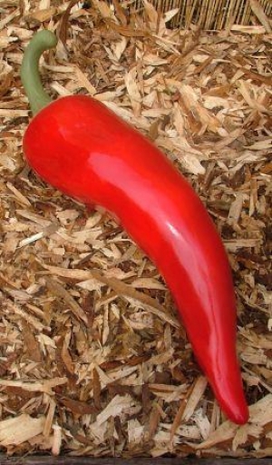 Chili Pepper- Red 73cm (JR 2479-a)