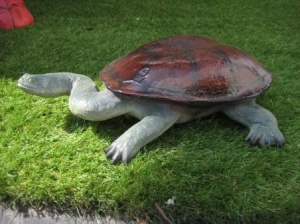Long Neck Turtle (JR 100114)