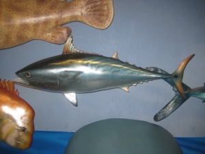 Mackerel Tuna (JR 120063)