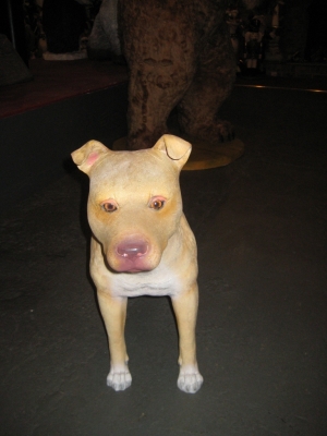 Pit Bull - Young Male (JR 120056)