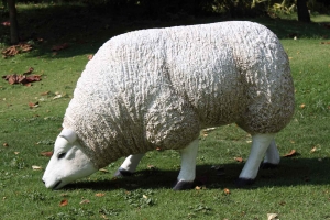 Texelaar Sheep Head Down (JR 100021w)   