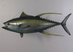 Yellow Fin Tuna (JR 100076)