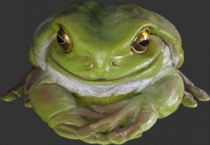 Frog Jumbo (JR 090012)