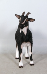 Goat - Cream (JR 100044) - Thumbnail 03