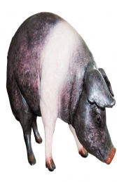 Pig - Saddleback (JR 120073SB) - Thumbnail 01