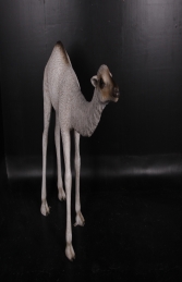 Dromedary Camel Calf 5ft (JR 130008) - Thumbnail 01