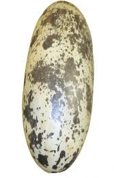 Theropod Egg - 12inch (JR 140031) - Thumbnail 01