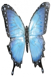Butterfly (JR 150021)