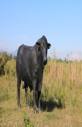 Bull Life-size- Angus (JR 150355)