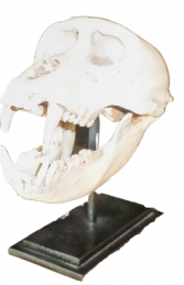 Macaque Skull on Base (JR 160178) - Thumbnail 01