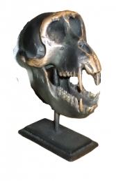 Macaque Skull on Base (JR 160178PB)