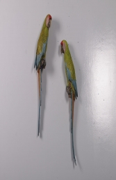 Buffons Macaw set of 2 JR 190152