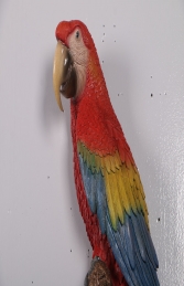 Scarlet Macaw-JR 190159 - Thumbnail 02