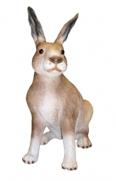 Hare (JR 2595)