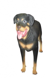 Rottweiler (JR 2934) - Thumbnail 01