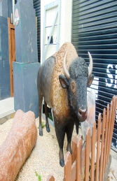 Bison (JR 170229)