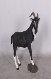 Billy Goat life-size (JR 130013BW) - Thumbnail 01