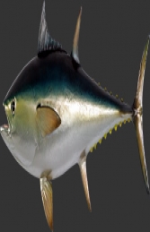 Bluefin Tuna (JR 120054) - Thumbnail 01