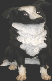 Sheep dog sitting Border Collie (JR 080070) - Thumbnail 01