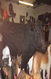 Bull Life-size Black (JR 2300B) - Thumbnail 02