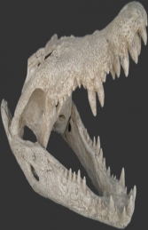 Crocodile Skull (JR 100506RS) - Thumbnail 01