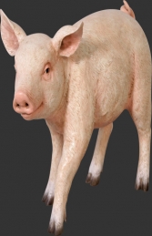 Piglet Chubby (JR 110084)	 - Thumbnail 01