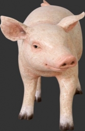 Piglet Chubby (JR 110084)	 - Thumbnail 02