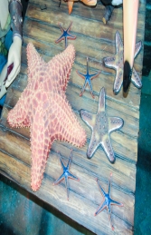 Cushion Starfish (JR R-205) - Thumbnail 03