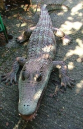 Alligator Kaiman 6.5ft long (JR 2212) - Thumbnail 01