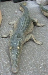 Crocodile Resting 4ft long (JR 080111) - Thumbnail 01