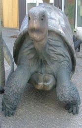 Giant Galapagos Tortoise (JR 080124) - Thumbnail 03