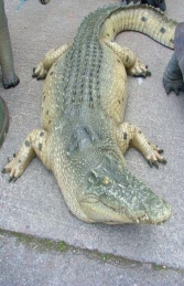 Crocodile 2.2m Adult (JR 080123) - Thumbnail 01