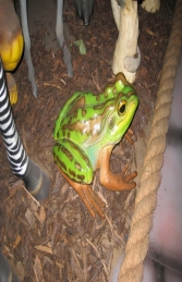 Green and Golden Bell Frog (JR 100003) - Thumbnail 03