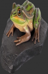 Green and Golden Bell Frog on Rock (JR 100002) - Thumbnail 01