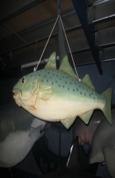 Hanging Salmon (JR AFHAS)