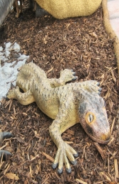 Giant Leaf Tailed Gecko - (JR 110092) - Thumbnail 03