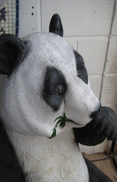 Panda Eating (JR 110040)	 - Thumbnail 03