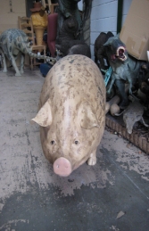 Pig Gloucester Old Spot - Jumbo (JR 020407) - Thumbnail 02