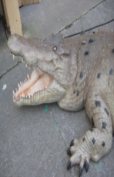 Crocodile - Mouth Open 12ft (JR 110091)	 - Thumbnail 03