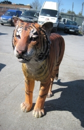 Sumatran Tiger (JR 100078) - Thumbnail 03