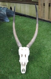 Ivory Skull (JR 0029) - Thumbnail 02