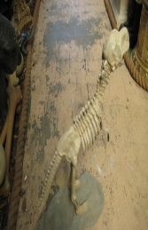 Dino Skeleton with base (JR R-047) - Thumbnail 03