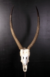 Ivory Skull (JR 0029) - Thumbnail 01